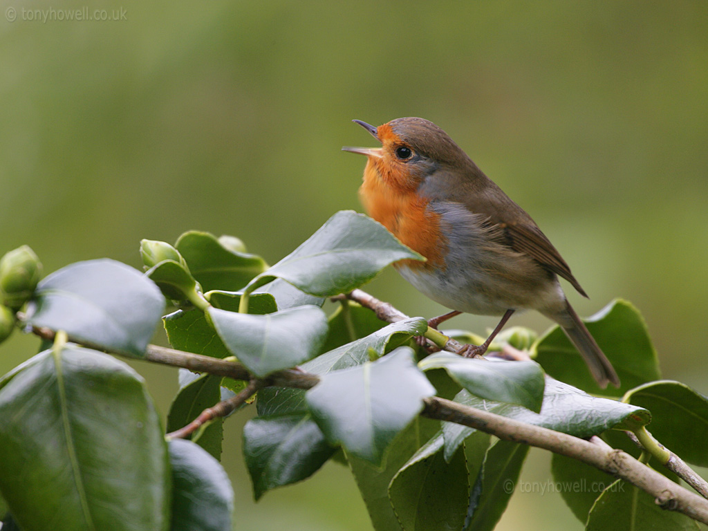 Robin050614