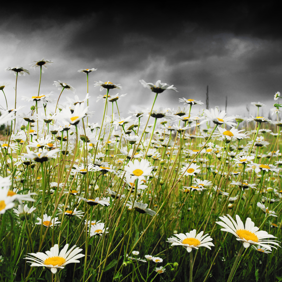 White daisies and stormy sky.
