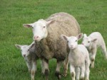 Thirty Days in Isaiah 53 for Busy, Busy Mamas, Day 25: Sheep